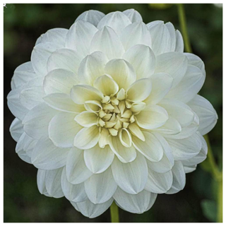 A close-up of a peace pact dahlia tuber from Amazon