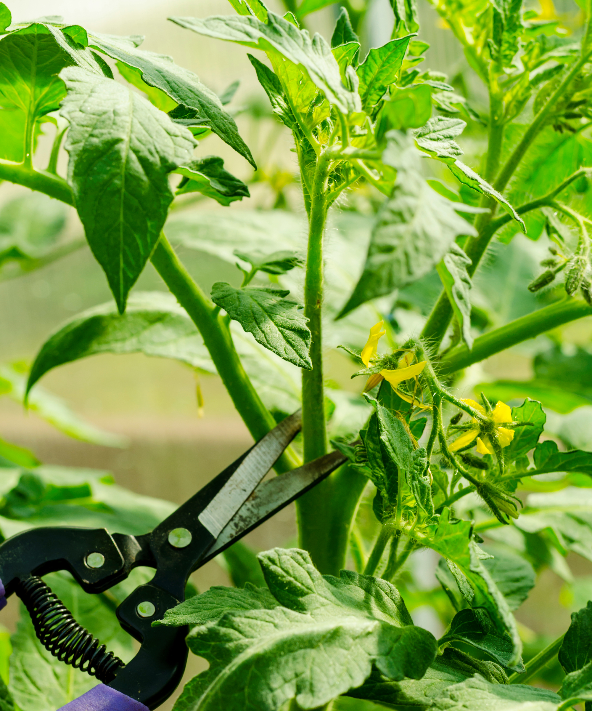 Pruning tomato plants, removing stems in August