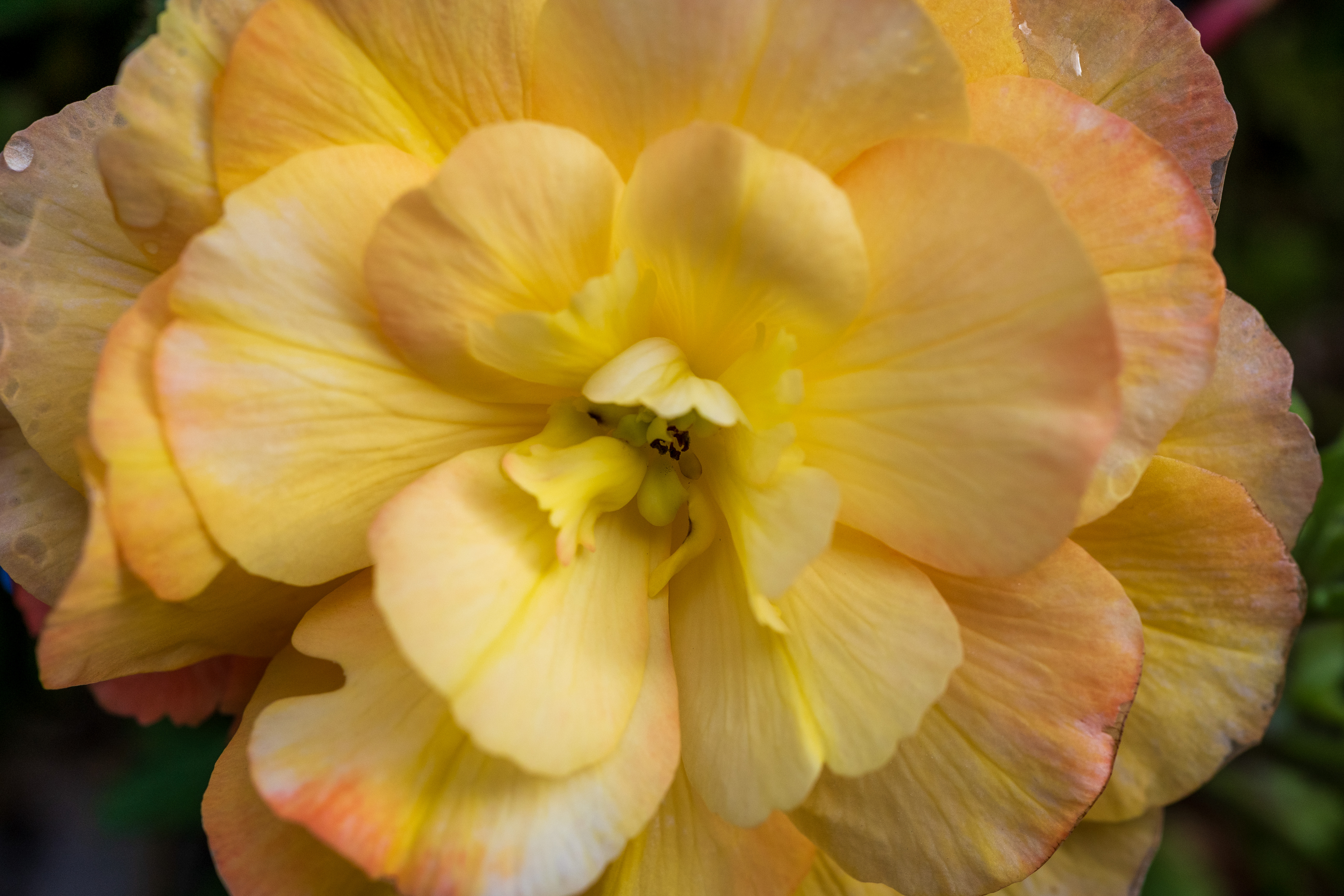 Nikon Z DX MC 35mm f/1.7 example shot