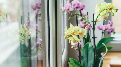 Phalaenopsis orchid on the windowsill