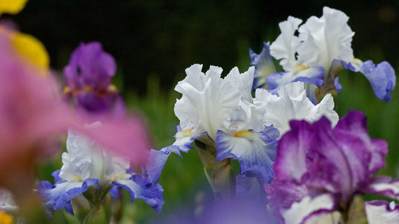 bearded irises