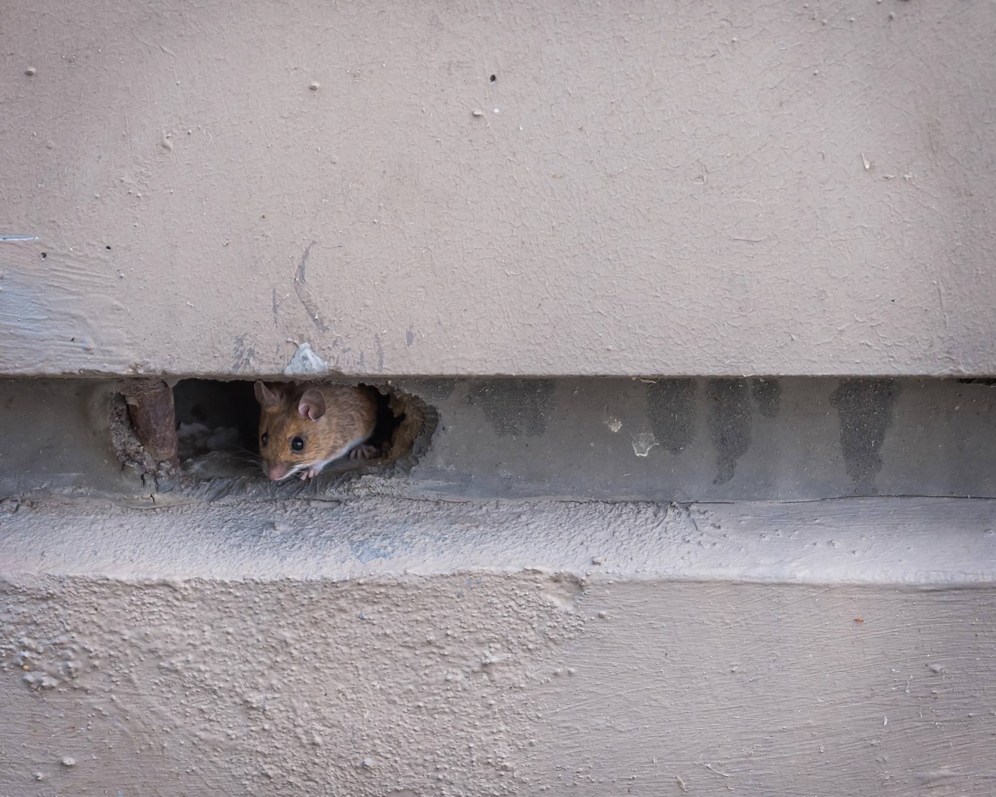 How to keep mice out of your house includes sealing up holes like this one in the side of a building that a mouse is in