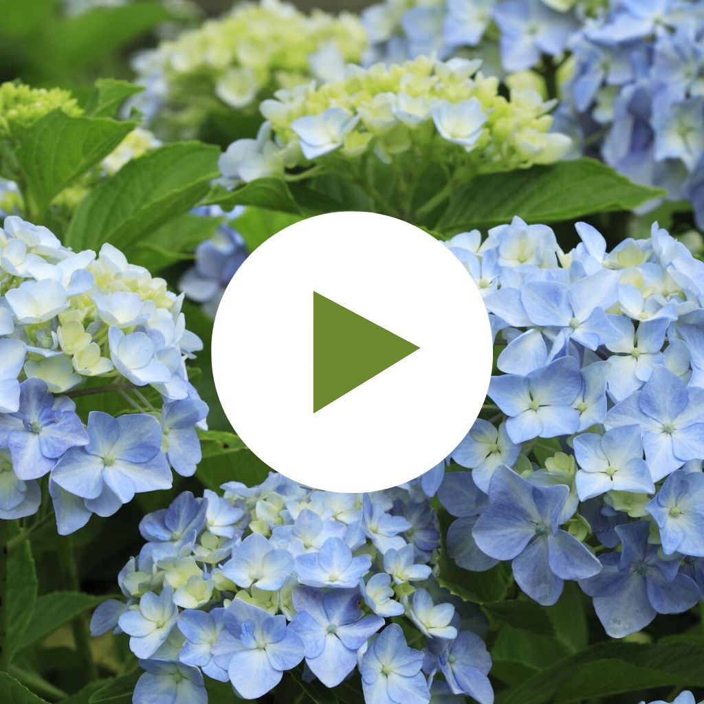 Blue Mophead Hydrangeas