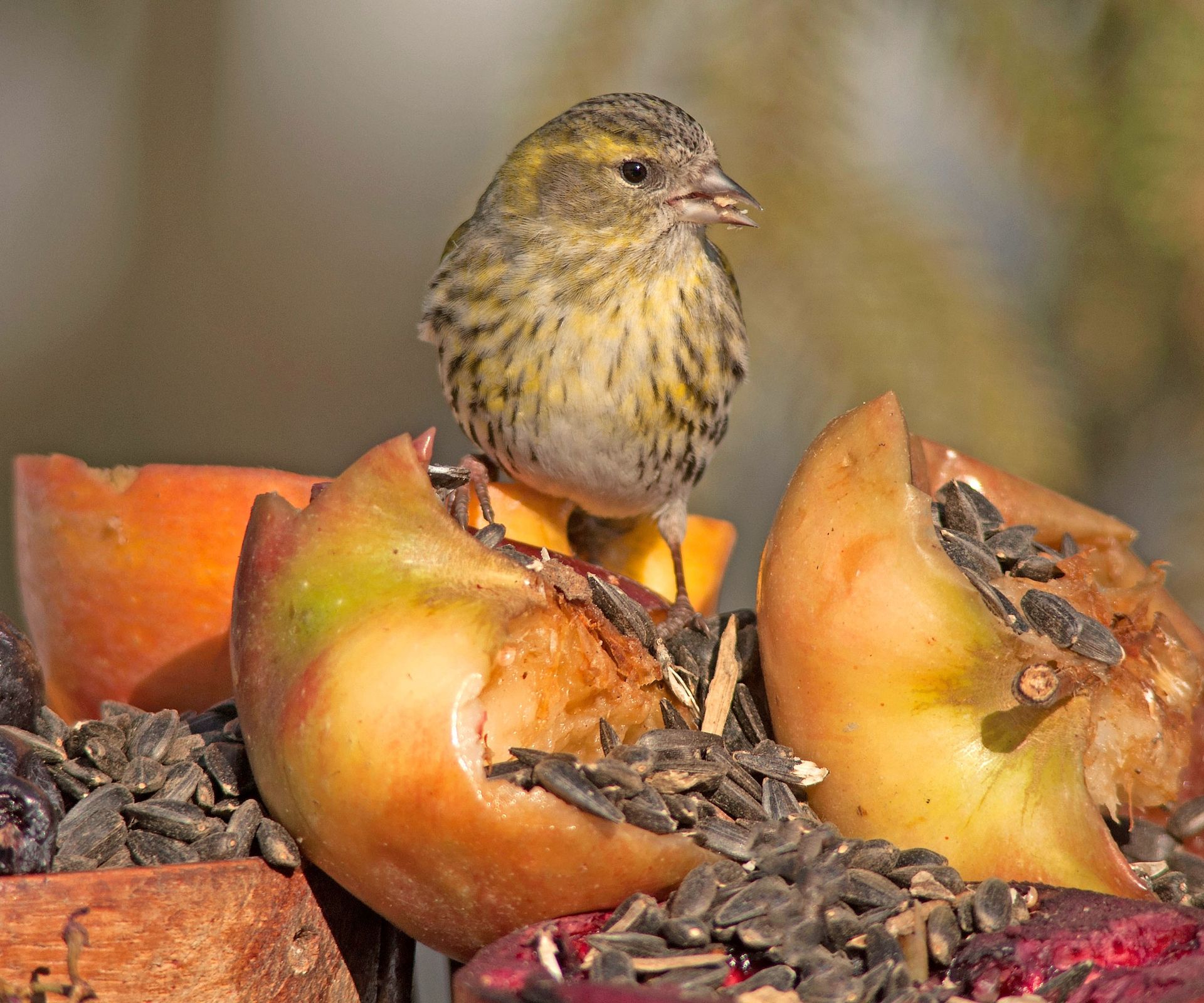 siskin bird sitting in apples on bird feeder