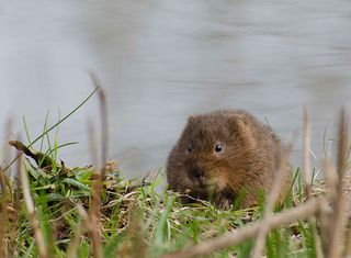British Wildlife Spotting: Water voles