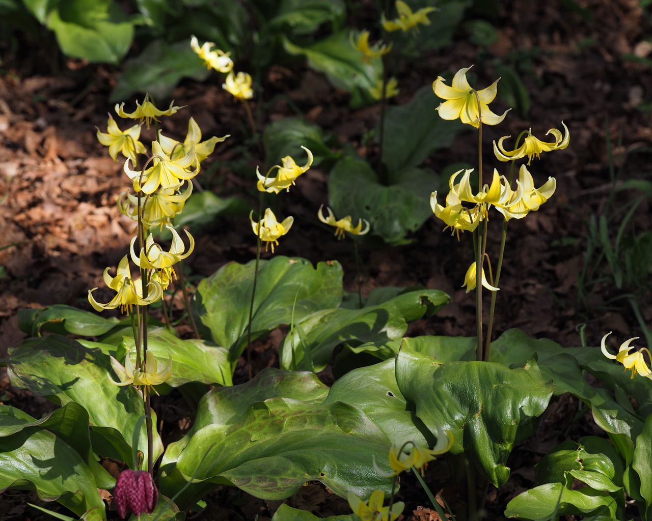 Best spring bulbs: 10 spring bulbs to grow, when and how | Homes & Gardens