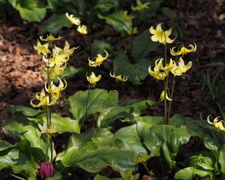 Erythronium pagoda or dog's tooth violets naturalized at Anglesey abbey national trust