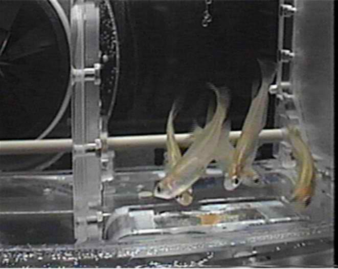 fish in space