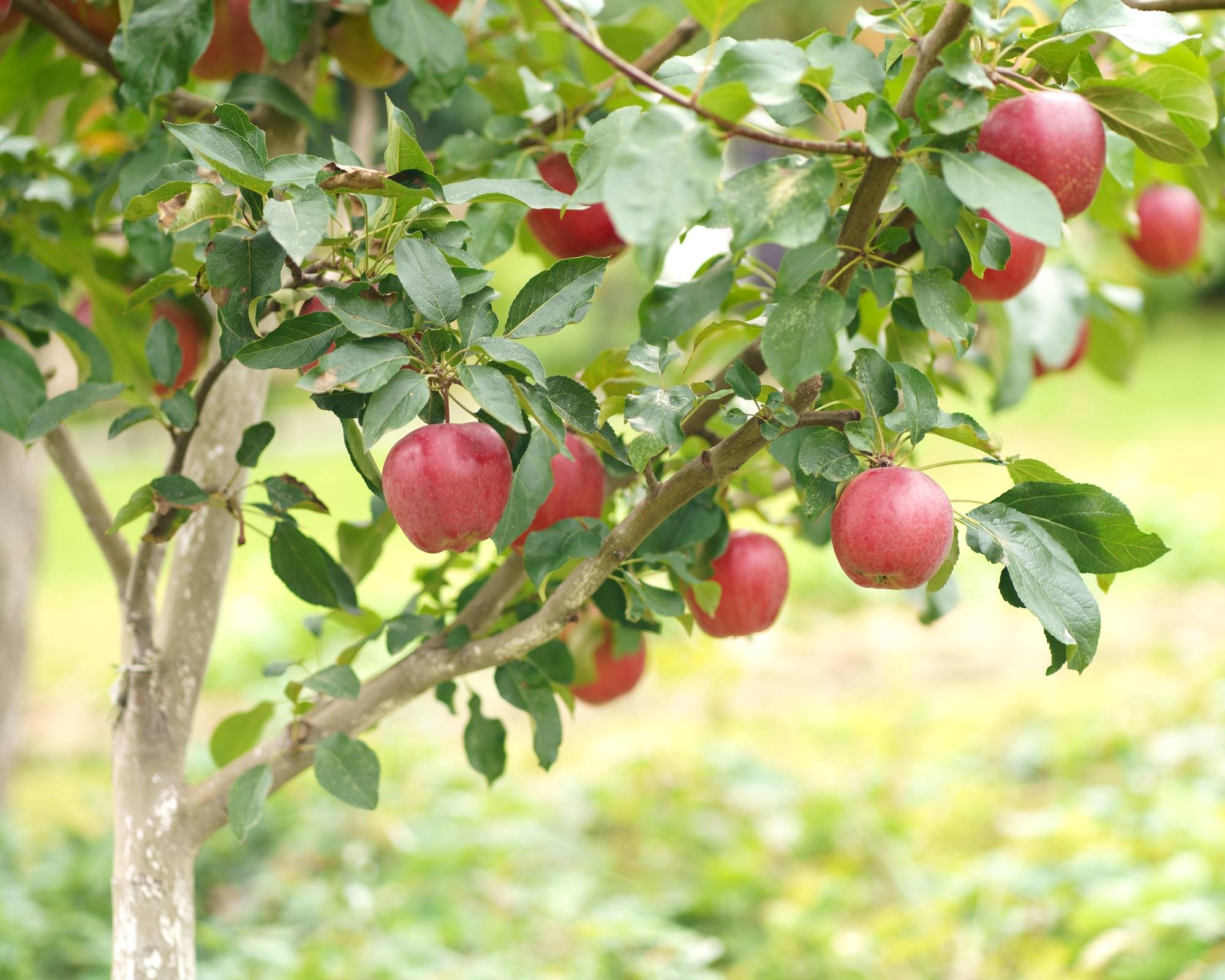 Small apple tree with red apples