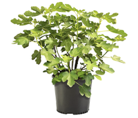 Brown Turkey fig tree in a pot, Amazon