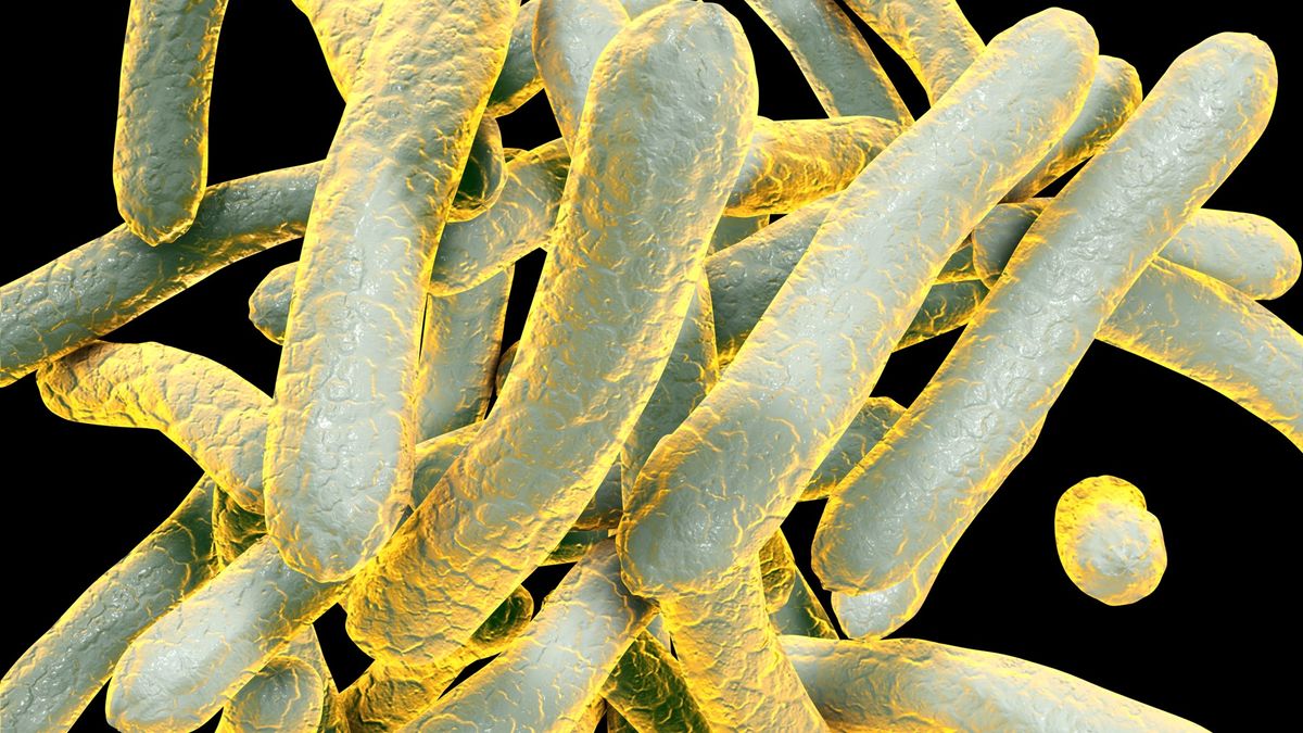 Computer illustration of mycobacterium tuberculosis. A cluster of individual, rod-shaped bacteria are shown in blue with a yellow tinge. The background is black