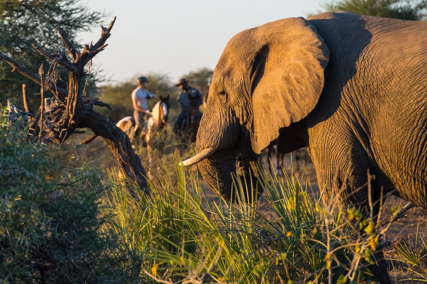 African Horse Safaris