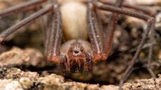 close up of a brown recluse spider's face