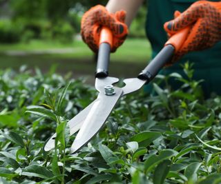 A close up of hands wearing orange gardening gloves and holding shears to cut a hedge