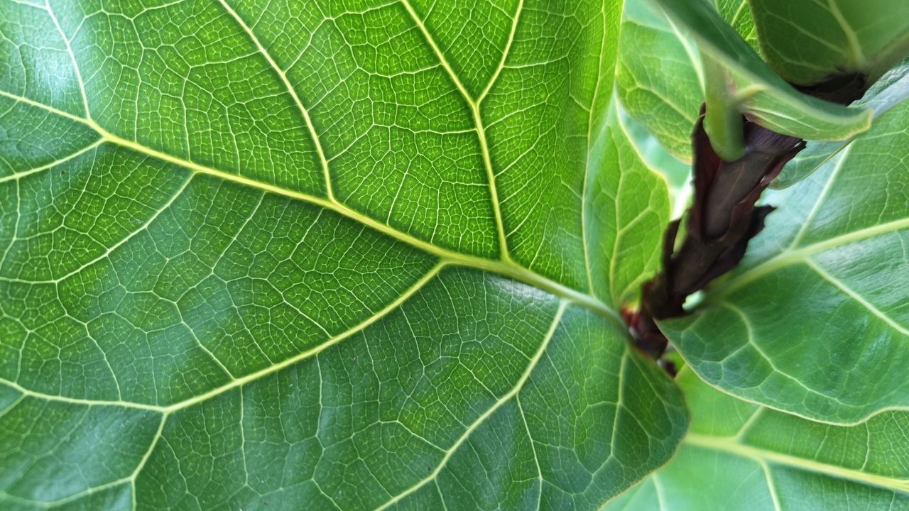 Nothing Phone 1 review camera sample