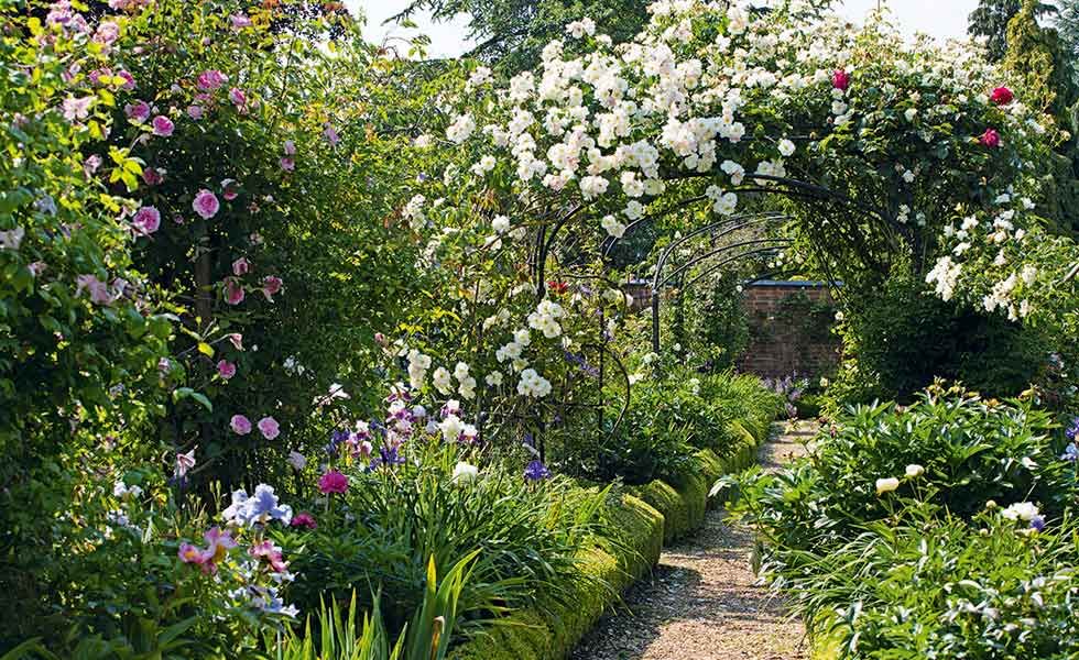 How to grow a rose garden | Real Homes