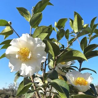 Camellia japonica with white flowers