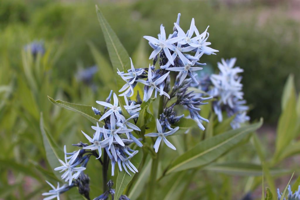 amsonia