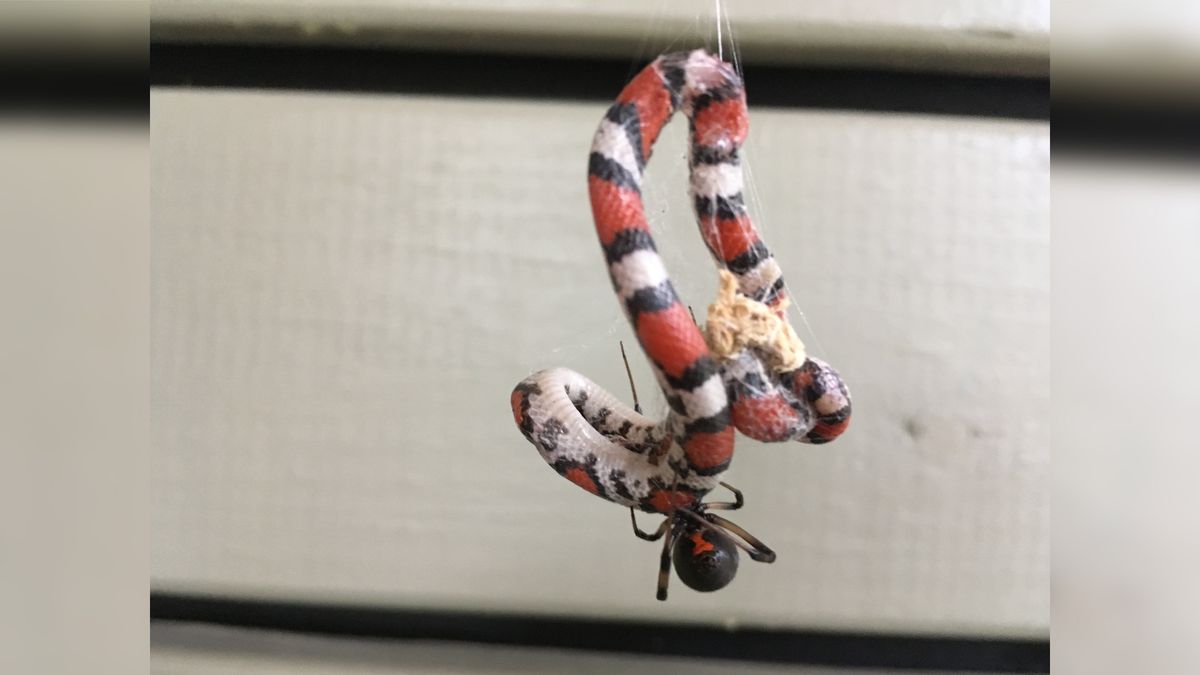 A black widow spider (Latrodectus geometricus) enjoys a meal of juvenile scarlet snake (Cemophora coccinea) in Georgia. 