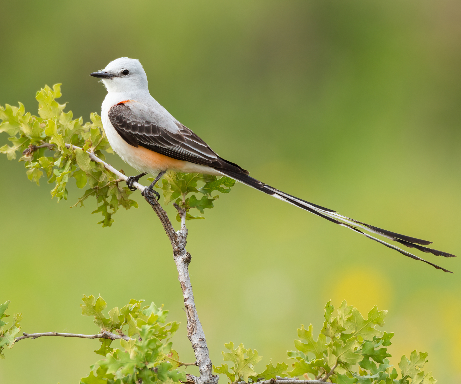 The state birds of the USA