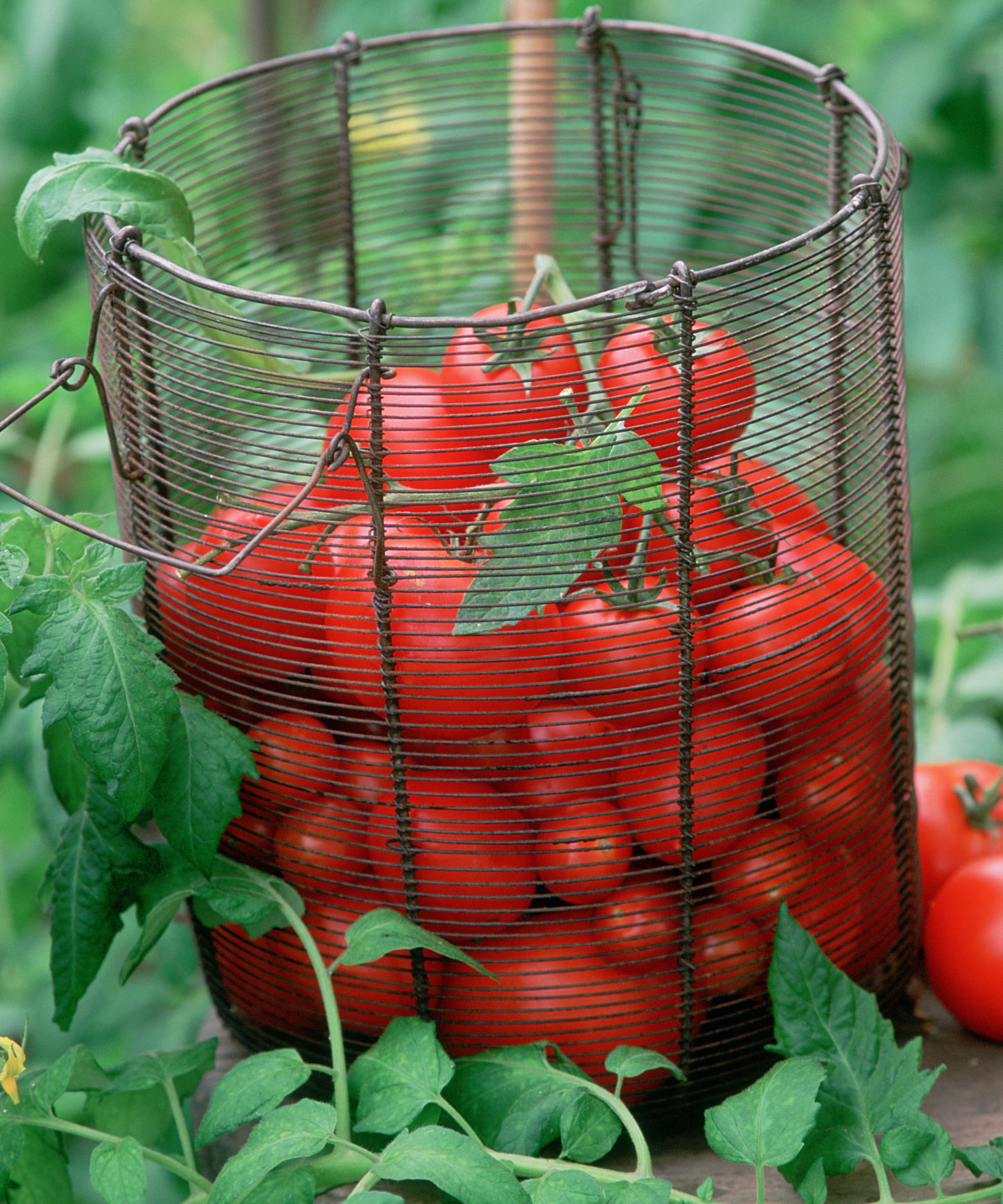 wire basket of harvested cherry tomatoes in the garden