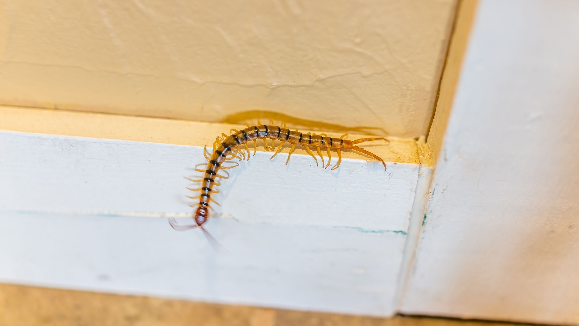 A centipede inside a house
