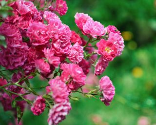 Zephirine Drouhin climbing rose flowers