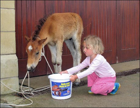 foal4.jpg