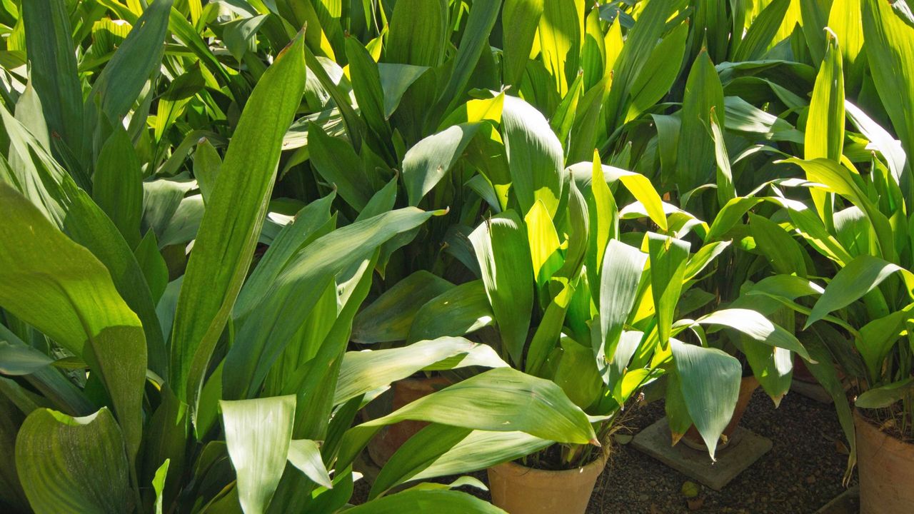 A patch of cast iron plants