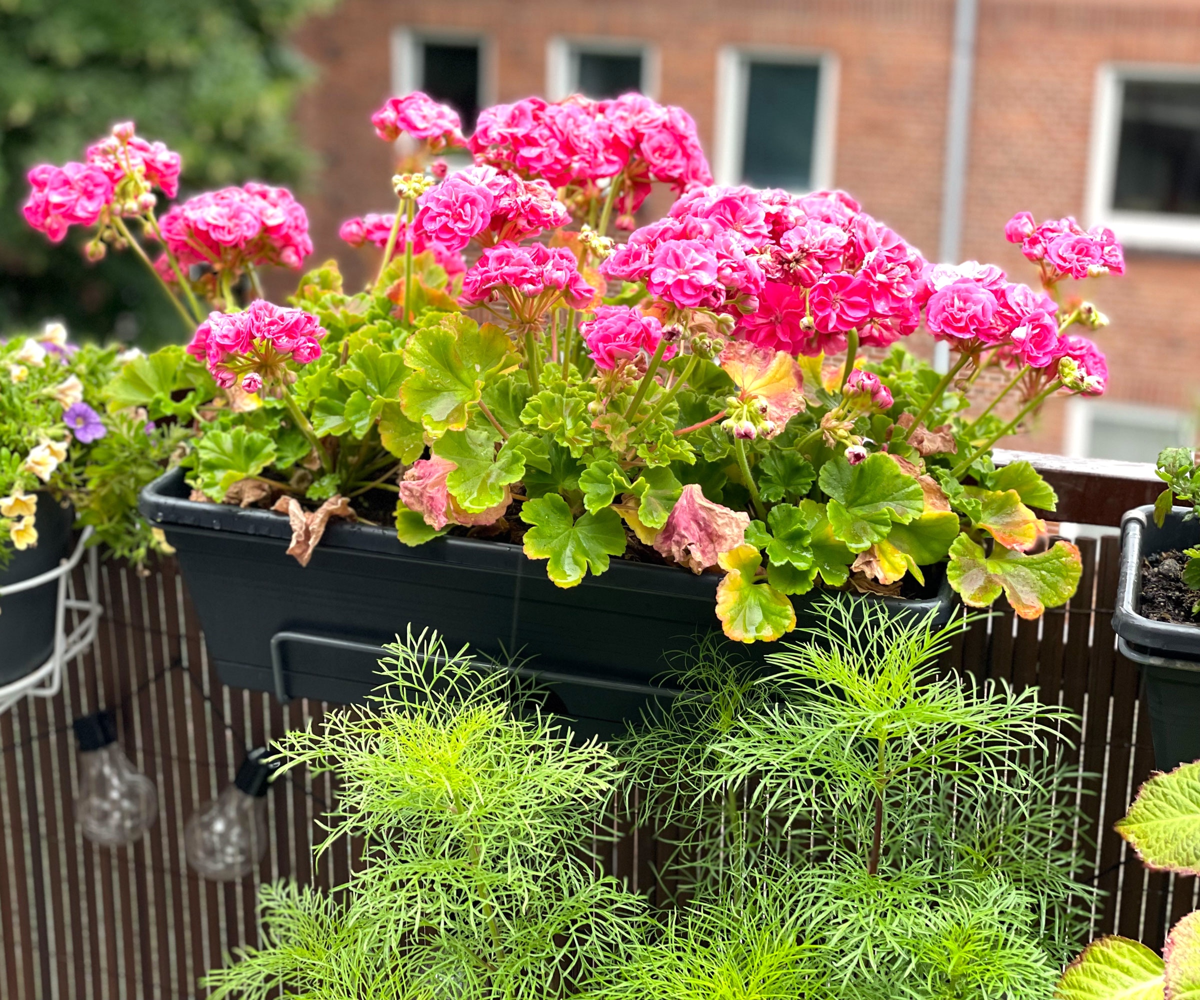 pink geraniums in balcony container
