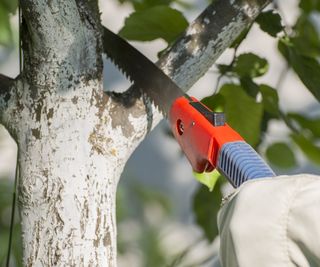 Close up of pruning saw about to start cutting a thick tree branch