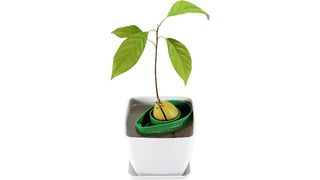 AvoSeedo grow your own avocado tree with pot