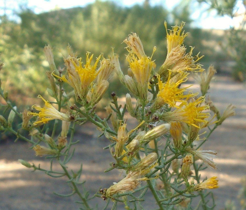 Yellow Flowered Turpentine Bush