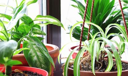 Aspidistra and spider plant in pots