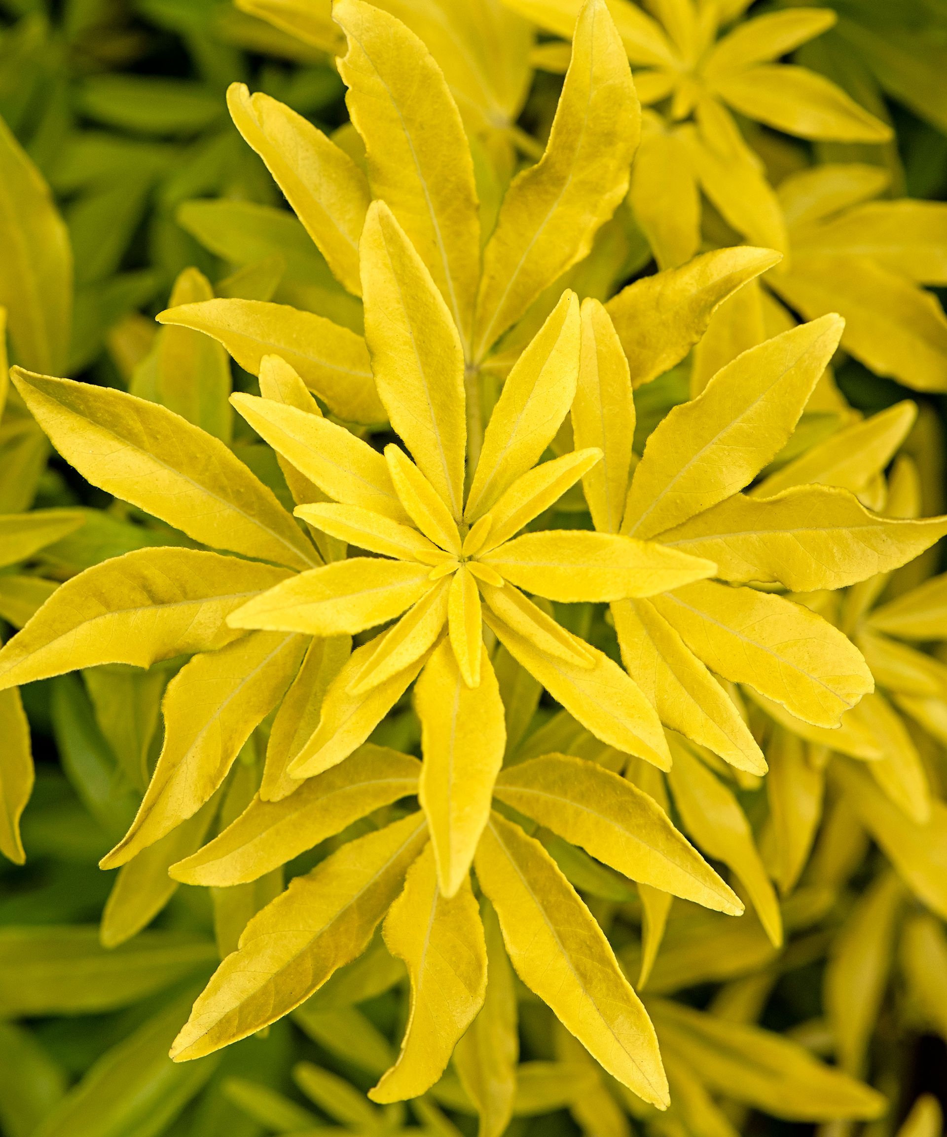 yellow foliage of choisya ternata shrub