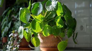 Pilea (Pilea peperomioides) in a terracotta pot against a white subway tiled wall