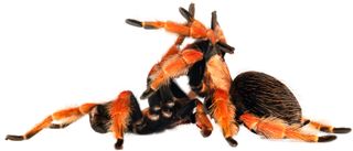 Mexican fire leg tarantulas mating