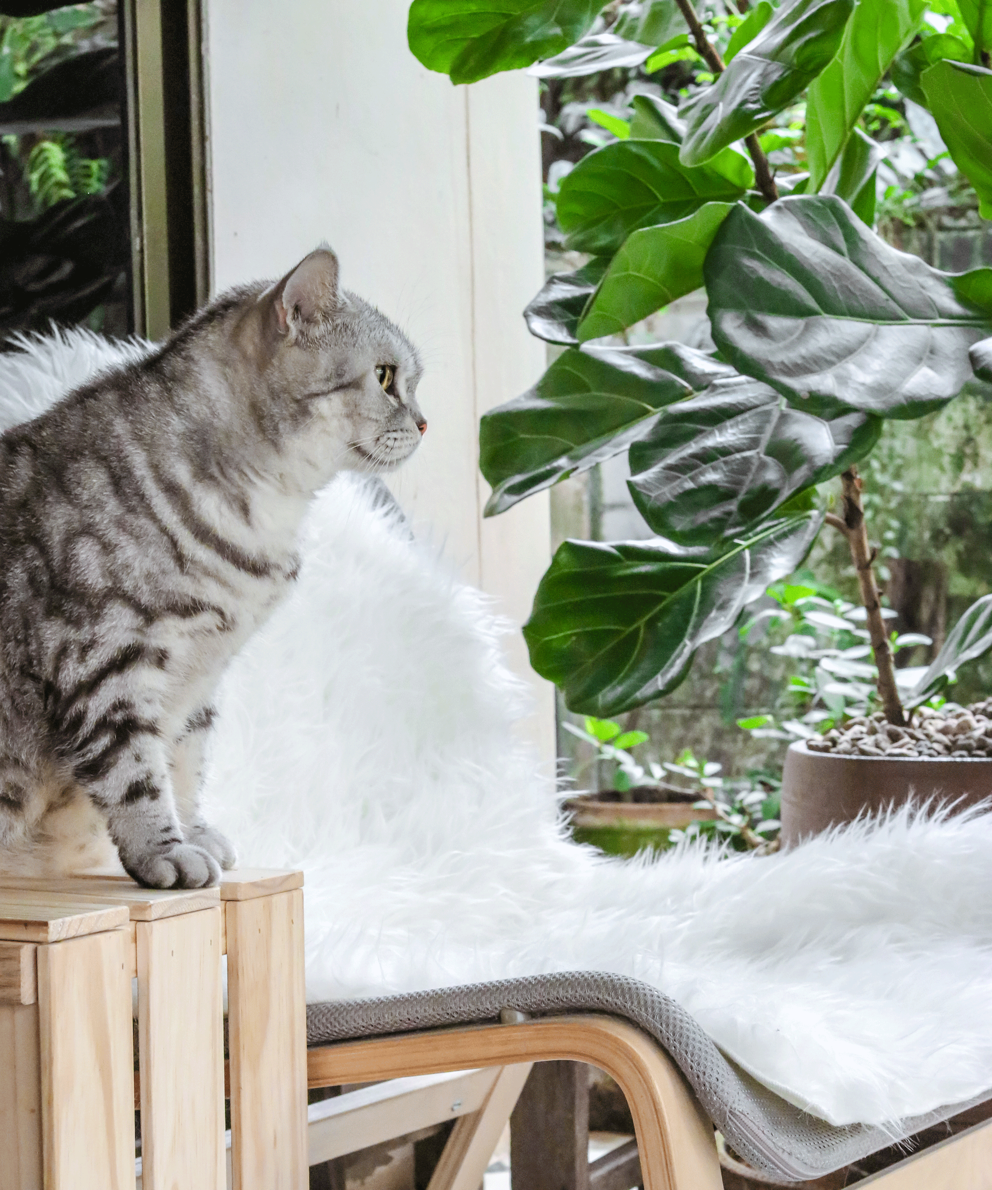 fiddle leaf fig plant and cat