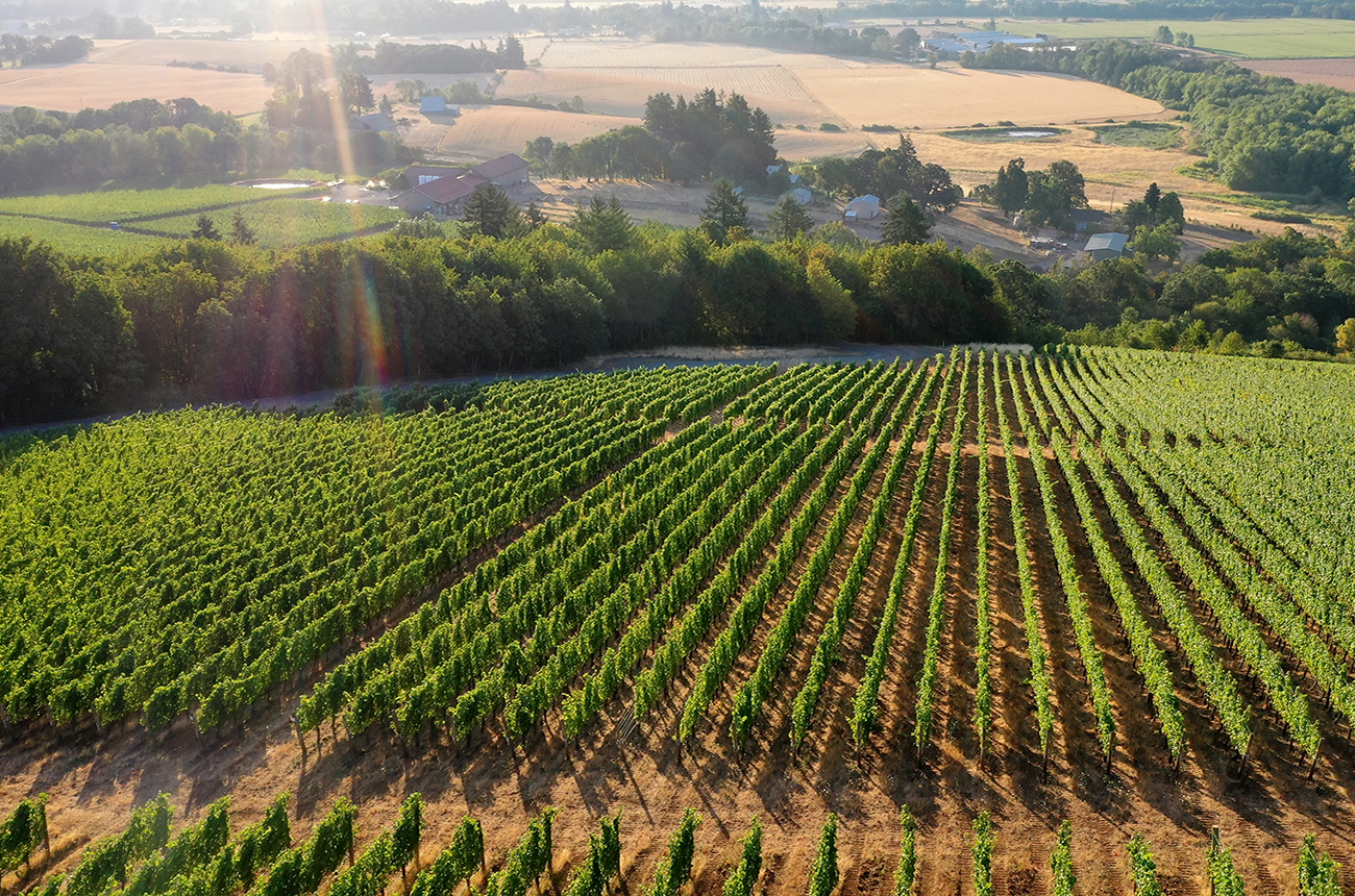 Cristom Vineyards' Jessie Vineyard. Credit: Cristom Vineyards