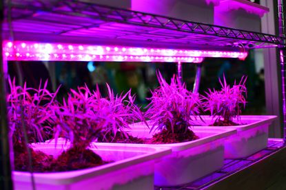 LED grow light