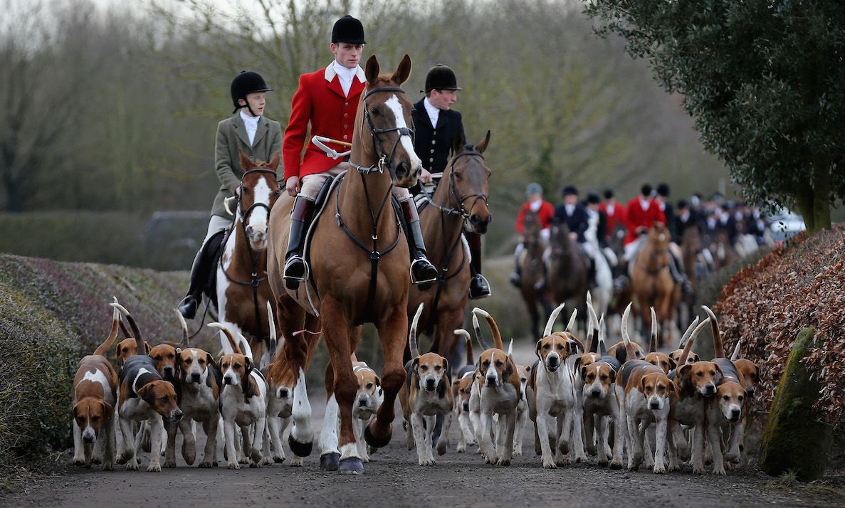 Fox Hunting