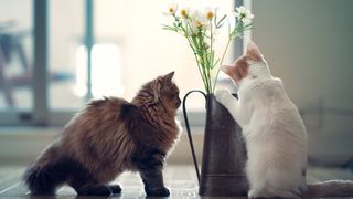 Two cats peering at a vase of flowers