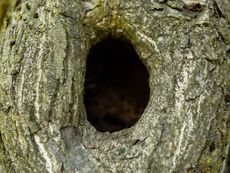 A Tree Trunk With A Large Hole