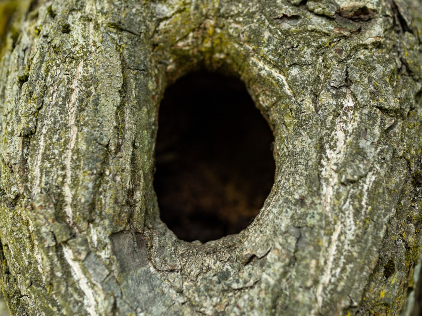 Patching Tree Hole: Fixing A Tree With A Hollow Trunk Or Hole In Trunk