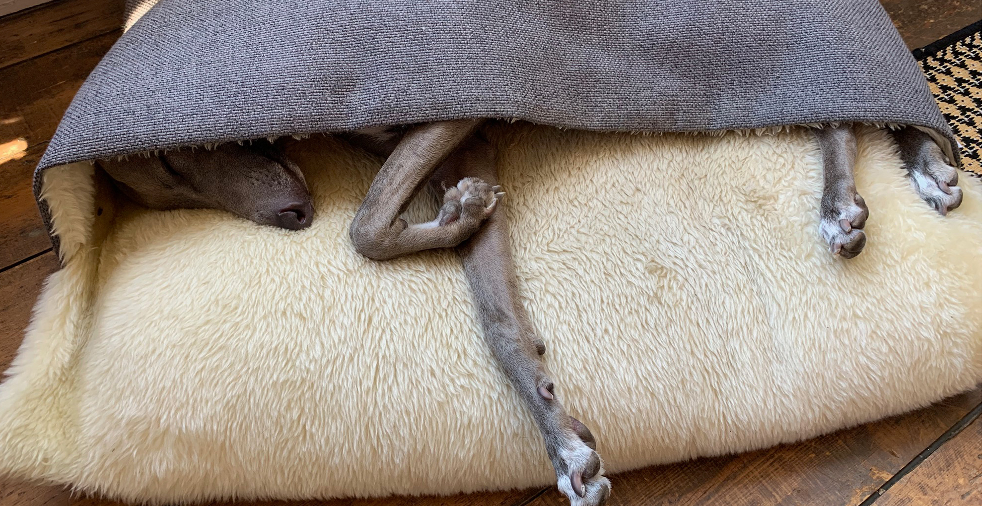 dog in an envelope dog bed