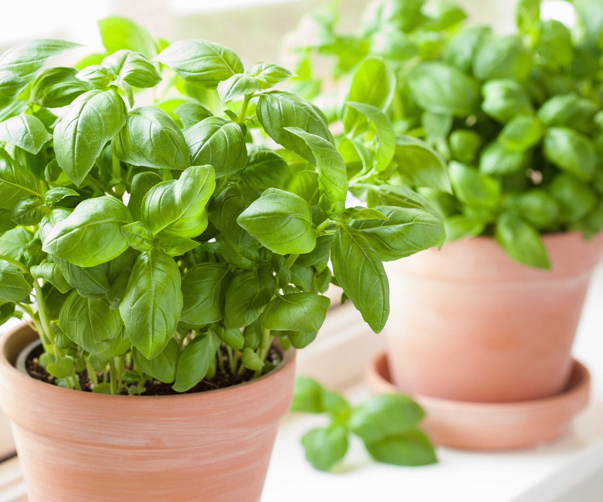 How to keep storebought herbs alive indoors 5 tips Homes & Gardens