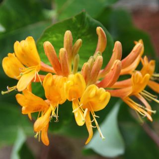 Lonicera × tellmanniana honeysuckle flowers to attract bees