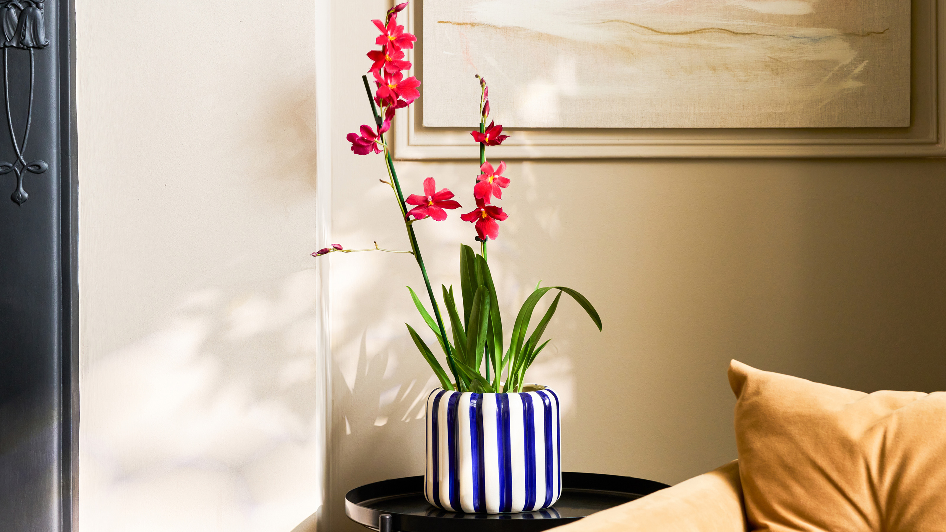 orchid with pink blooms in a blue and white striped pot in a neutral living room patch plants