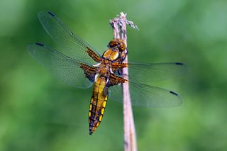 dragonfly on leaf