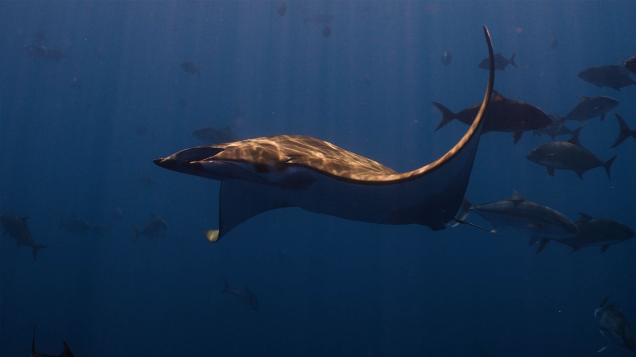 Eagle ray.
